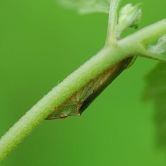 Neotituria kongosana