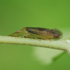 Neotituria kongosana