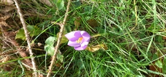 Crocus nudiflorus