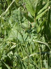 Thalictrum venulosum