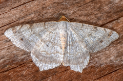 Macaria bisignata