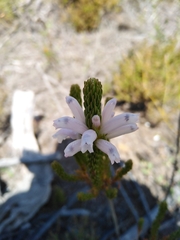 Erica viscaria