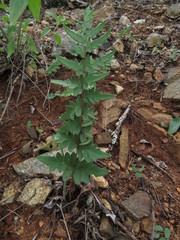 Cheiloplecton rigidum