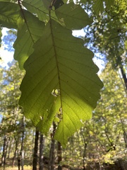 Quercus montana