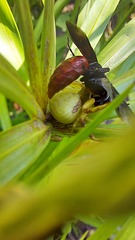 Misumenoides