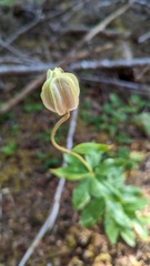 Lilium