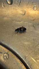 Platyninae