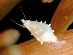 Diminovula concinna