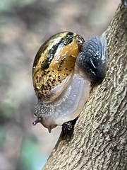 Sheldoniinae