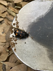 Nicrophorus carolina