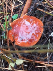 Leratiomyces ceres