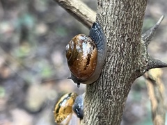 Sheldoniinae