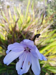 Aristea spiralis