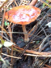 Leratiomyces ceres