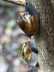 Sheldoniinae