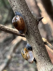 Sheldoniinae