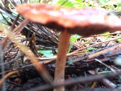 Leratiomyces ceres