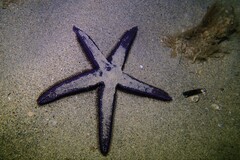 Astropecten