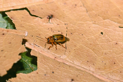 Cryptocephalus populi