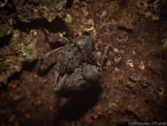 Onidistus araneus
