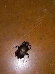 Onitis subopacus