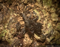 Onidistus araneus