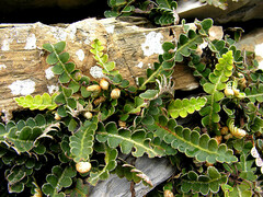 Asplenium ceterach
