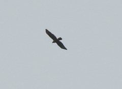 Buteo buteo