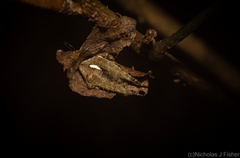 Hortophora