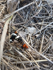 Hemileuca nevadensis