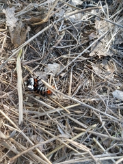 Hemileuca nevadensis