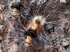 Tumicla sagenaria