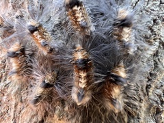Tumicla sagenaria