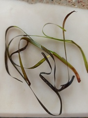 Cymodocea nodosa