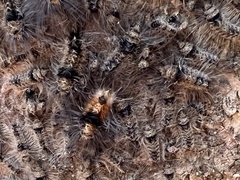 Tumicla sagenaria