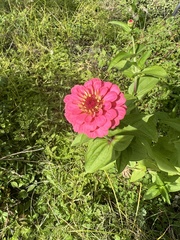 Zinnia elegans