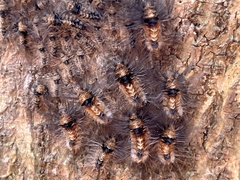 Tumicla sagenaria