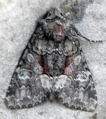 Fishia illocata