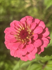 Zinnia elegans