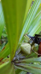 Misumenoides