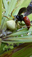 Misumenoides