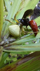 Misumenoides