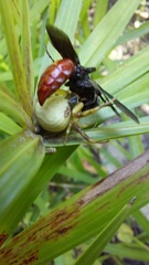 Misumenoides