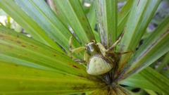 Misumenoides