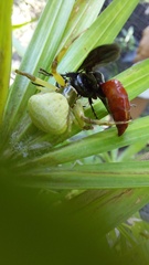 Misumenoides
