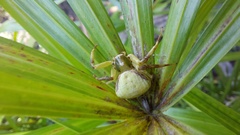 Misumenoides