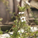 Jamesbrittenia angolensis - Photo (c) fmop_lages, algunos derechos reservados (CC BY-NC), subido por fmop_lages