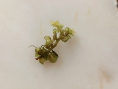 Botryocladia botryoides