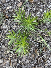 Stillingia texana