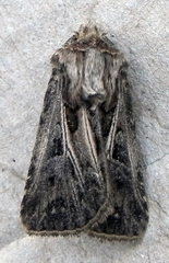 Agrotis gladiaria